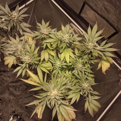 Gelato choco growlog timeline photo