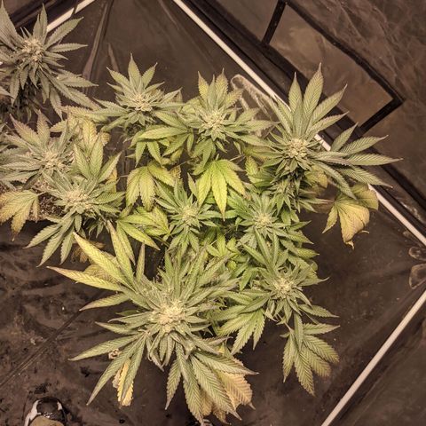 Gelato choco growlog timeline photo