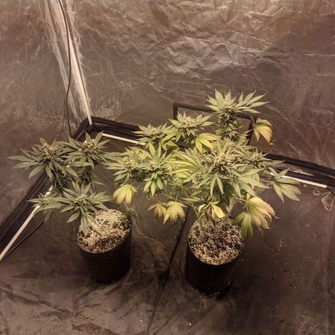 Gelato choco growlog timeline photo
