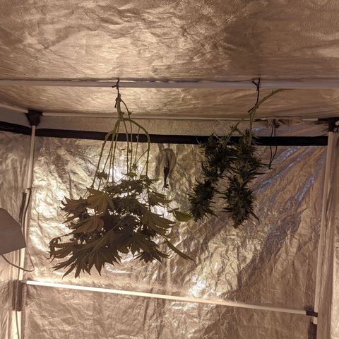 Gelato choco growlog timeline photo