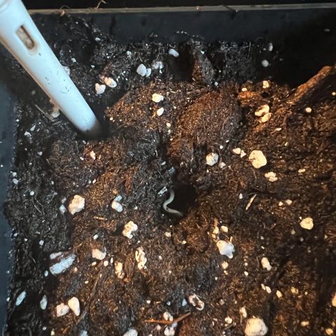 Jan-Sascha Schmidt growlog photo: Vorgekeimte Samen in 500ml Töpfe! Beide werden umgetopft in 9L Endtöpfe. Test für mich, ob es Autos stresst wenn sie umgetopft werden! 