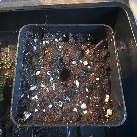 Jan-Sascha Schmidt growlog photo: Vorgekeimte Samen in 500ml Töpfe! Beide werden umgetopft in 9L Endtöpfe. Test für mich, ob es Autos stresst wenn sie umgetopft werden! 