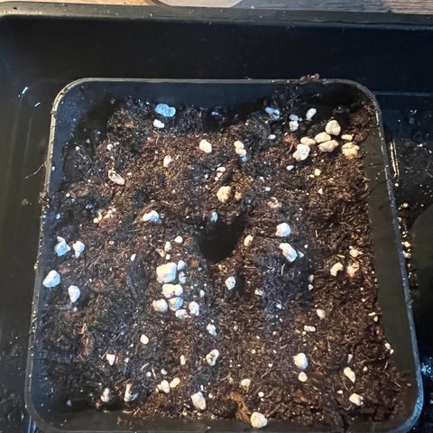 Jan-Sascha Schmidt growlog photo: Vorgekeimte Samen in 500ml Töpfe! Beide werden umgetopft in 9L Endtöpfe. Test für mich, ob es Autos stresst wenn sie umgetopft werden! 