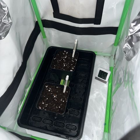 Jan-Sascha Schmidt growlog photo: Vorgekeimte Samen in 500ml Töpfe! Beide werden umgetopft in 9L Endtöpfe. Test für mich, ob es Autos stresst wenn sie umgetopft werden! 