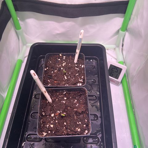 Jan-Sascha Schmidt growlog timeline photo