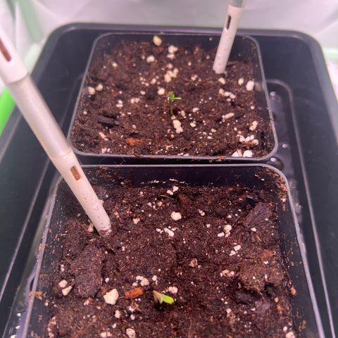 Jan-Sascha Schmidt growlog timeline photo
