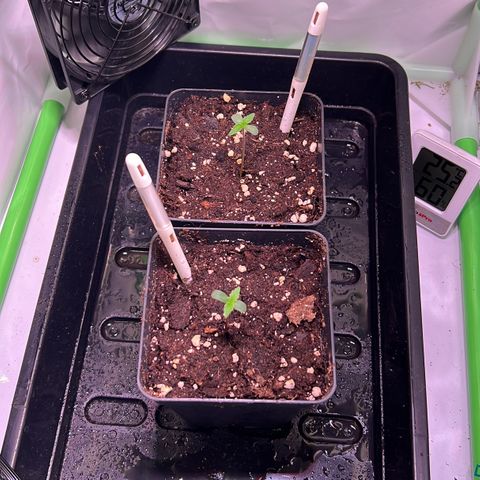 Jan-Sascha Schmidt growlog photo: Spargeln bisschen! Restliche Werte passen sehr gut! 