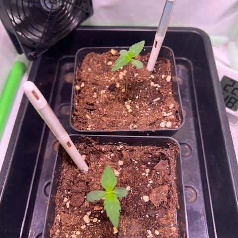 Jan-Sascha Schmidt growlog photo: Spargeln leider etwas. Wachstum dafür sehr gut! Temperatur fällt nachts ca. 4 Grad, also alles im Rahmen!  