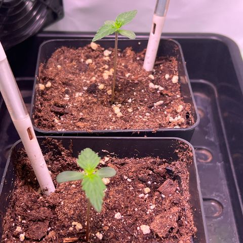 Jan-Sascha Schmidt growlog photo: Spargeln leider etwas. Wachstum dafür sehr gut! Temperatur fällt nachts ca. 4 Grad, also alles im Rahmen!  