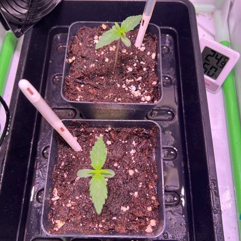Jan-Sascha Schmidt growlog timeline photo