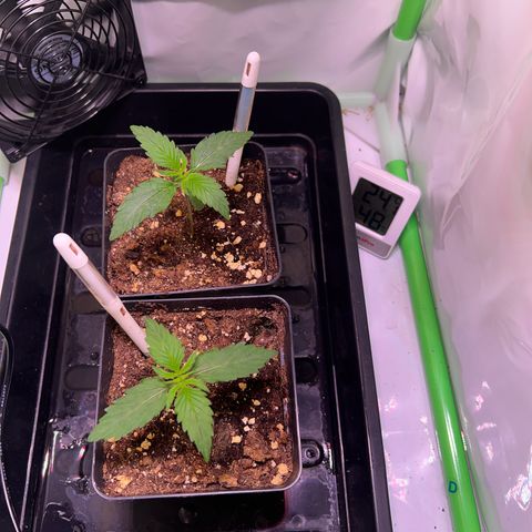 Jan-Sascha Schmidt growlog photo: Luftfeuchtigkeit inzwischen knapp über 40 % tagsüber. Nasses Handtuch in den Box gehangen um die Luftfeuchtigkeit zu erhöhen. Nachts fällt die Temperatur um 3Grad - ist in Ordnung.
Die Pflanzen fühlen sich sehr wohl und wachsen gut. In 7-10 Tagen könnte umtopfen in die 9L Töpfe anstehen, was die Endröpfe wären. 
