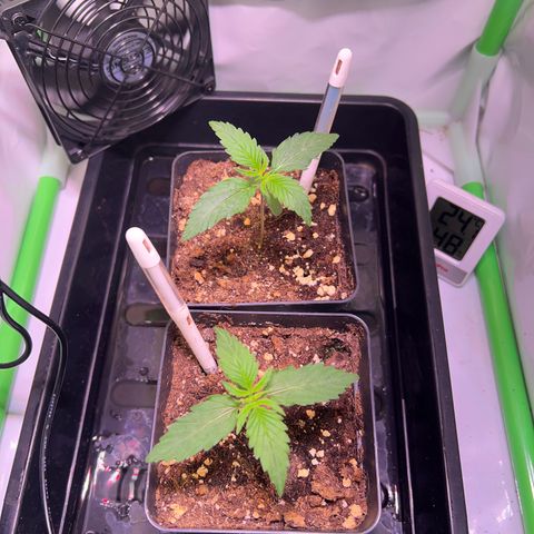 Jan-Sascha Schmidt growlog photo: Luftfeuchtigkeit inzwischen knapp über 40 % tagsüber. Nasses Handtuch in den Box gehangen um die Luftfeuchtigkeit zu erhöhen. Nachts fällt die Temperatur um 3Grad - ist in Ordnung.
Die Pflanzen fühlen sich sehr wohl und wachsen gut. In 7-10 Tagen könnte umtopfen in die 9L Töpfe anstehen, was die Endröpfe wären. 