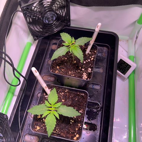 Jan-Sascha Schmidt growlog timeline photo