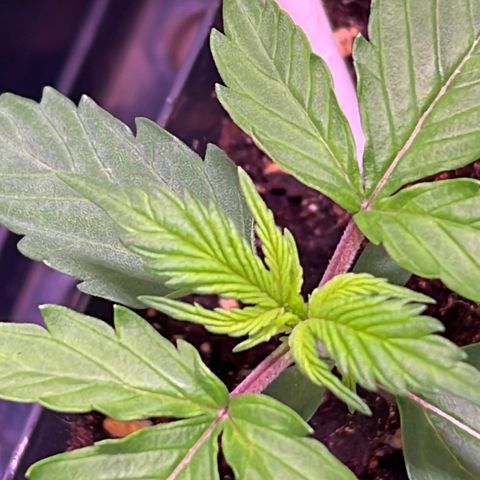Jan-Sascha Schmidt growlog photo: Erstes 5 Fingerblatt somit in der Wachstumsphase