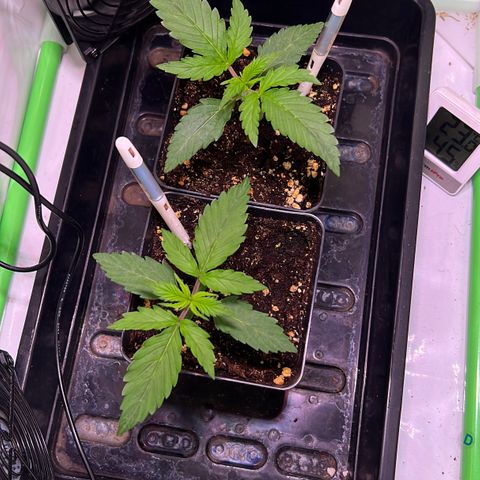 Jan-Sascha Schmidt growlog photo: Erstes 5 Fingerblatt somit in der Wachstumsphase