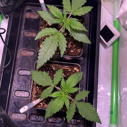 Jan-Sascha Schmidt growlog photo: Morgen wird umgetopft. Die hat auf jeden Fall Bock zu wachsen 😂 die beiden 9L Töpfe wurden gestern Abend schon angegossen! 