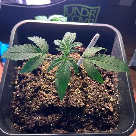 Jan-Sascha Schmidt growlog photo: Umtopfen 