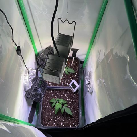 Jan-Sascha Schmidt growlog photo: Umtopfen 