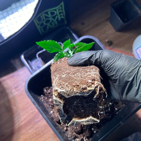 Jan-Sascha Schmidt growlog photo: Umtopfen 