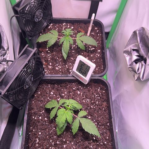 Jan-Sascha Schmidt growlog photo: Umtopfen 