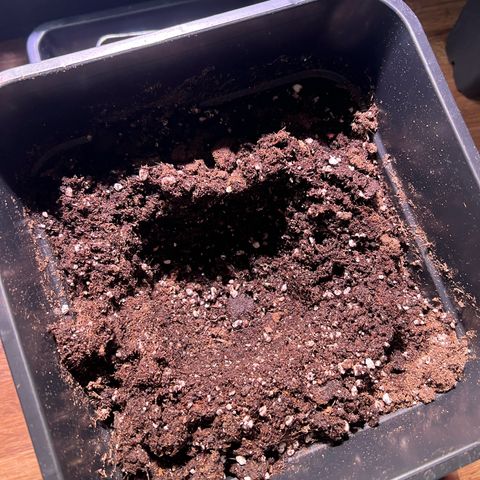 Jan-Sascha Schmidt growlog photo: Umtopfen 