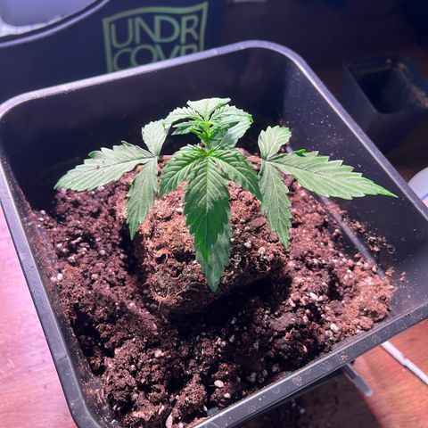 Jan-Sascha Schmidt growlog photo: Umtopfen 