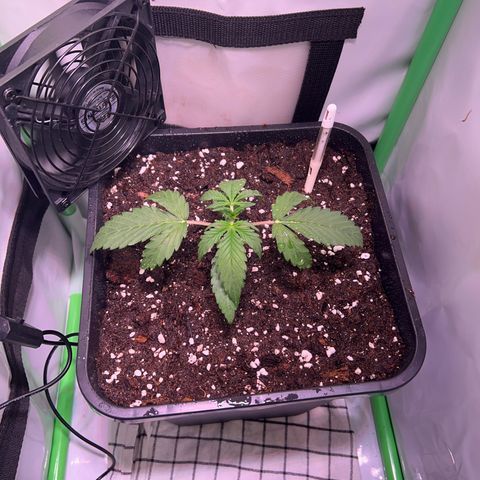 Jan-Sascha Schmidt growlog photo: Umtopfen 