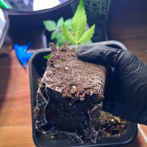Jan-Sascha Schmidt growlog photo: Umtopfen 