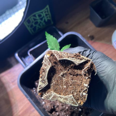 Jan-Sascha Schmidt growlog photo: Umtopfen 