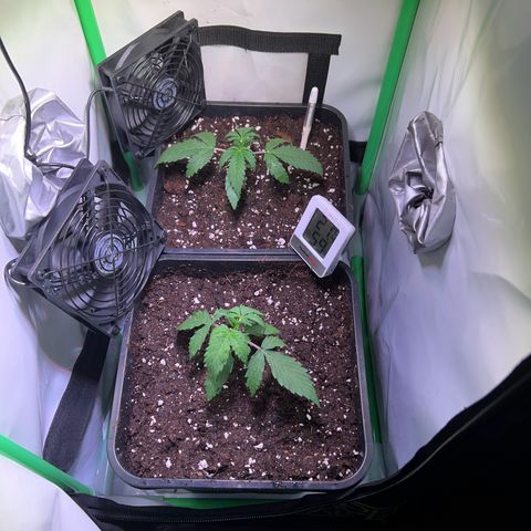 Jan-Sascha Schmidt growlog photo: Umtopfen 