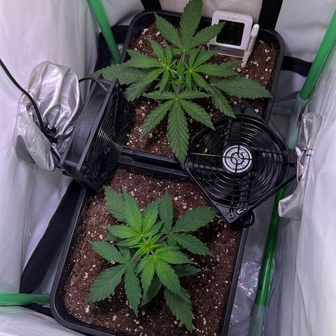 Jan-Sascha Schmidt growlog photo: Blätter kräuseln sich ein wenig nach oben an den Seiten. Erstmal kein gutes Zeichen. Ich geh von überdüngung aus, da durch das umtopfen neue vorgedüngte Erde dazu gekommen ist! Lampe etwas Höhe gehängt um den Lichtstress zu reduzieren. Einmal richtig trocknen lassen und dann mal weiter sehen wie es nach dem nächsten Gießen ist!