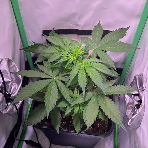 Jan-Sascha Schmidt growlog photo: Bilder zu den beiden Aktionen.