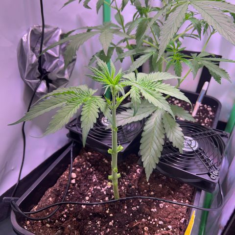 Jan-Sascha Schmidt growlog photo: Bilder zu den beiden Aktionen.