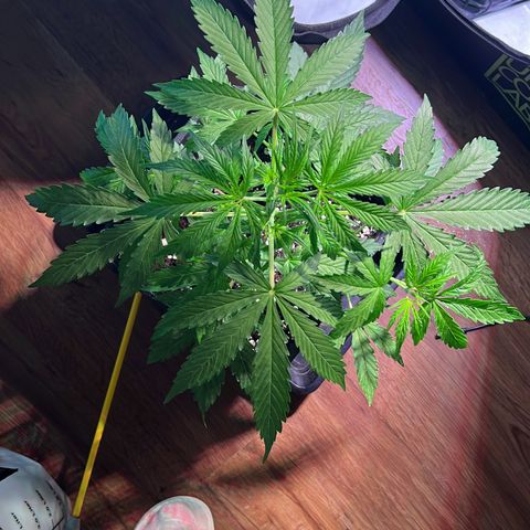 Jan-Sascha Schmidt growlog photo: Bilder zu den beiden Aktionen.