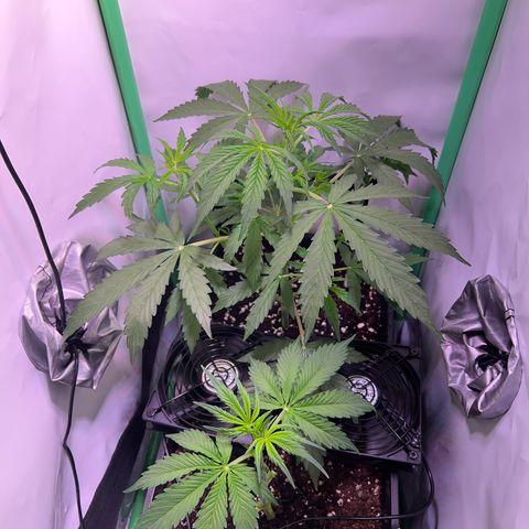 Jan-Sascha Schmidt growlog photo: Bilder zu den beiden Aktionen.