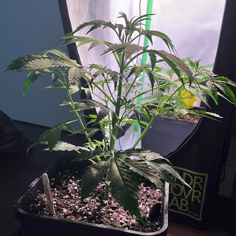 Jan-Sascha Schmidt growlog photo: Bilder zu den beiden Aktionen.