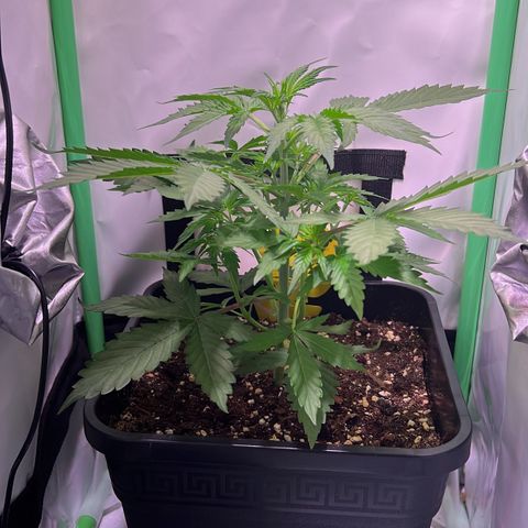 Jan-Sascha Schmidt growlog photo: Bilder zu den beiden Aktionen.