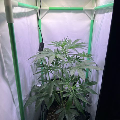 Jan-Sascha Schmidt growlog photo: Die kleine von beiden wurde auf den Balkon gestellt! Es wird mit einer Pflanze der Grow beendet. Natürliche Selektion durch meine Hand. Nur die stärkste kann gewinnen! Möge die Dame 100g abwerfen 😂