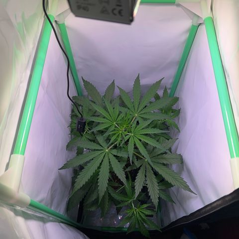 Jan-Sascha Schmidt growlog photo: Die kleine von beiden wurde auf den Balkon gestellt! Es wird mit einer Pflanze der Grow beendet. Natürliche Selektion durch meine Hand. Nur die stärkste kann gewinnen! Möge die Dame 100g abwerfen 😂
