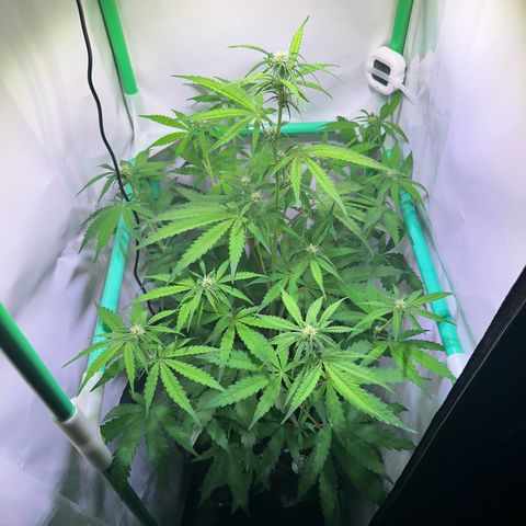 Jan-Sascha Schmidt growlog timeline photo