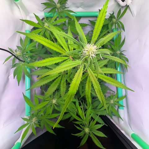 Jan-Sascha Schmidt growlog timeline photo