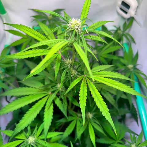Jan-Sascha Schmidt growlog timeline photo