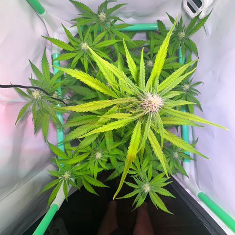 Jan-Sascha Schmidt growlog timeline photo