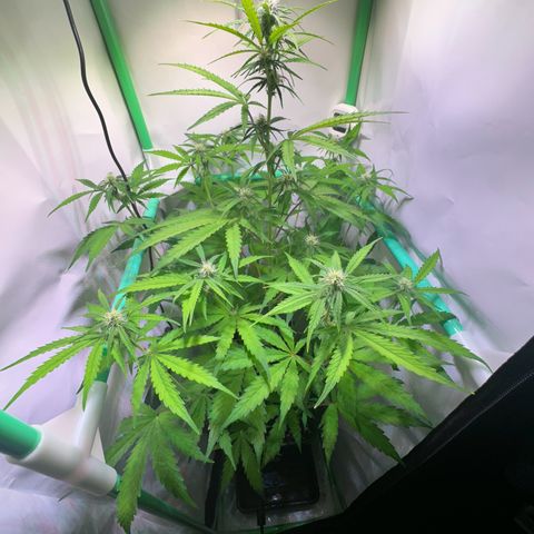 Jan-Sascha Schmidt growlog timeline photo