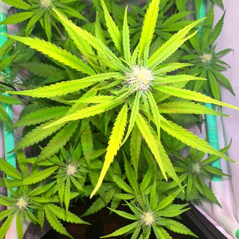 Jan-Sascha Schmidt growlog timeline photo