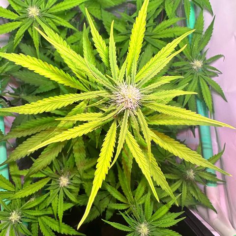 Jan-Sascha Schmidt growlog timeline photo