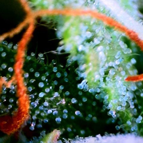 Jan-Sascha Schmidt growlog timeline photo