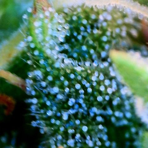 Jan-Sascha Schmidt growlog timeline photo