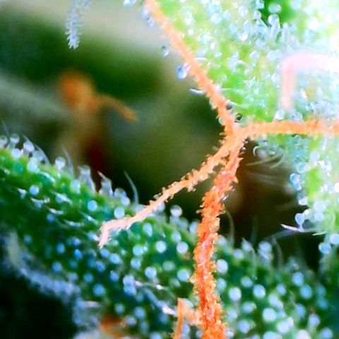 Jan-Sascha Schmidt growlog timeline photo