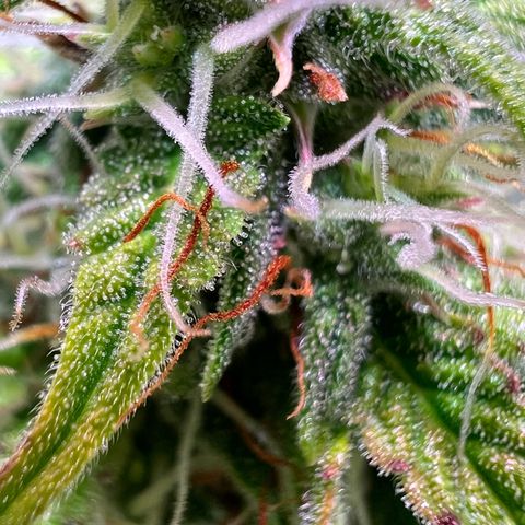 Jan-Sascha Schmidt growlog timeline photo